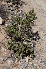 Monechma mollissimum