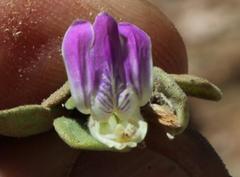 Monechma mollissimum