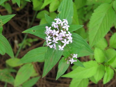 Crusea hispida