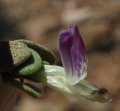 Monechma mollissimum