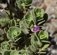 Monechma mollissimum