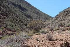 Aloidendron ramosissimum