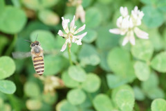 Apis cerana japonica