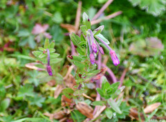 Epilobium denticulatum