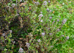 Valeriana microphylla