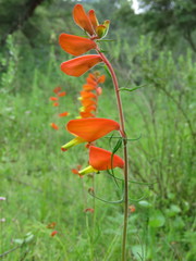 Castilleja tenuifolia