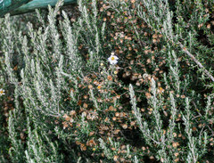 Diplostephium ericoides