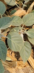 Xerophloea peltata