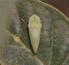 Xerophloea peltata
