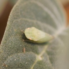 Xerophloea peltata