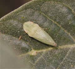 Xerophloea peltata