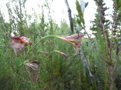 Gladiolus maculatus