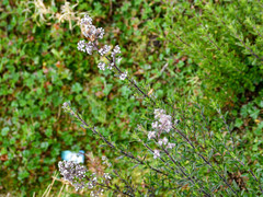 Valeriana microphylla