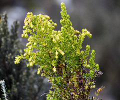 Monticalia arbutifolia