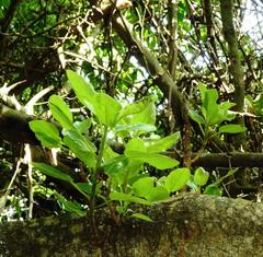Ficus burkei