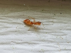 Synemosyna petrunkevitchi