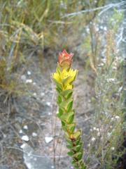 Endonema lateriflora