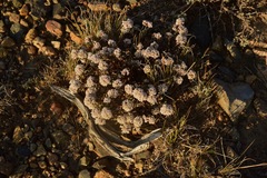 Eriogonum microtheca alpinum