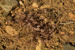 Eriogonum microtheca alpinum
