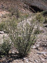 Tetraena prismatocarpa