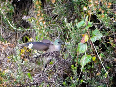 Oreotrochilus chimborazo