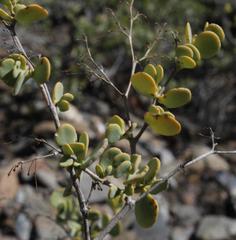 Tetraena prismatocarpa