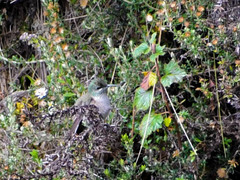 Oreotrochilus chimborazo