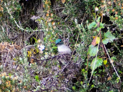 Oreotrochilus chimborazo