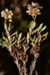 Eriogonum microtheca alpinum