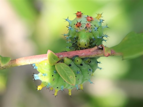 Cecropia moth