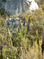 Endonema lateriflora