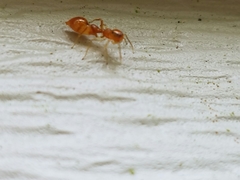 Synemosyna petrunkevitchi