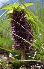Eucomis humilis