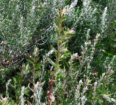 Epilobium denticulatum
