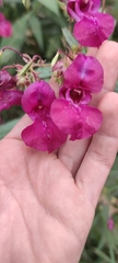 Impatiens glandulifera