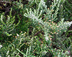 Diplostephium ericoides