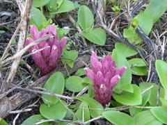 Hyobanche thinophila