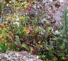 Castilleja fissifolia