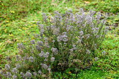 Valeriana microphylla