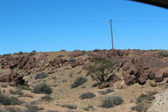 Aloidendron pillansii