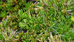 Baccharis caespitosa