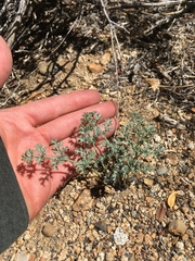 Lomatium rigidum