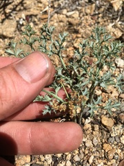 Lomatium rigidum