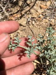 Lomatium rigidum