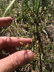 Juncus balticus ater