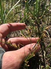 Juncus balticus ater