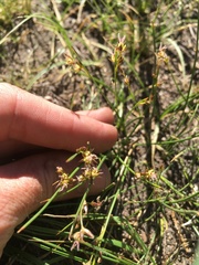 Juncus balticus ater