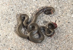 Diadophis punctatus modestus