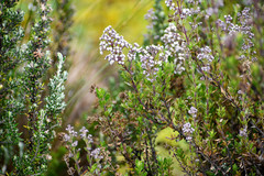 Valeriana microphylla