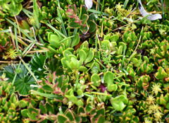 Baccharis caespitosa